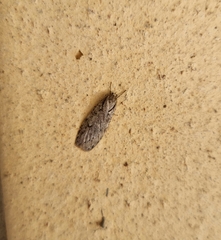 Semioscopis avellanella