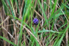 Muscari commutatum