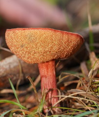 Boletus barragensis