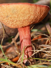 Boletus barragensis