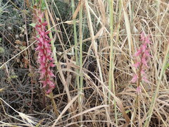 Anacamptis sancta