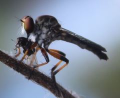 Ommatius floridensis