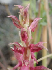 Anacamptis sancta