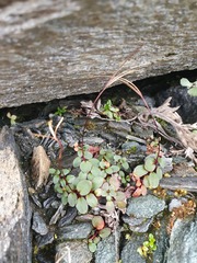 Epilobium purpuratum