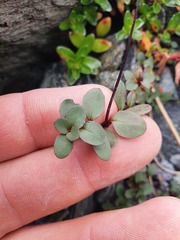Epilobium purpuratum