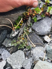 Epilobium purpuratum