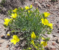 Linum pallasianum