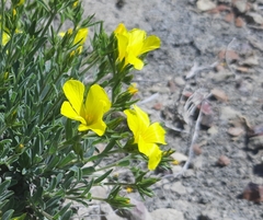 Linum pallasianum