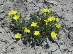 Linum pallasianum
