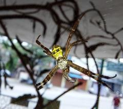 Argiope