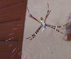Argiope