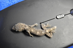 Gekko chinensis
