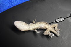 Gekko chinensis