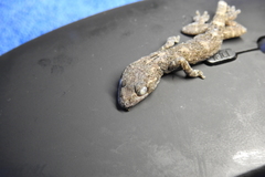 Gekko chinensis