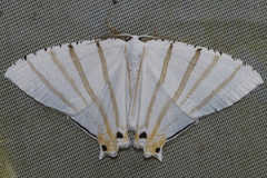 Epiplema albipennaria