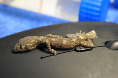 Gekko chinensis