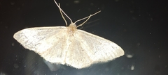 Idaea