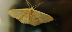 Idaea
