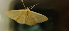 Idaea