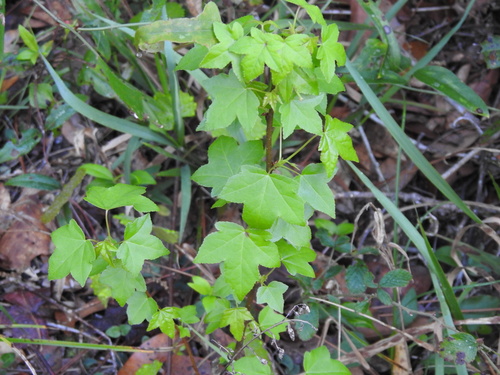 Altingiaceae image
