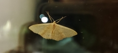 Idaea