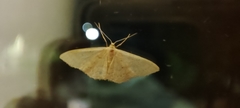 Idaea