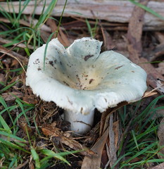 Russula iterika