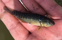 Dormitator maculatus