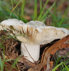 Russula iterika