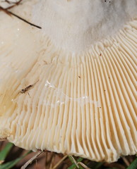 Russula iterika