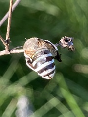 Amegilla murrayensis