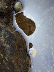 Gastropoda
