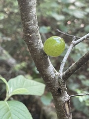 Amphibolips melanocera