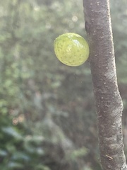 Amphibolips melanocera