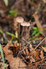 Mycena cystidiosa