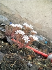 Sedum hispanicum