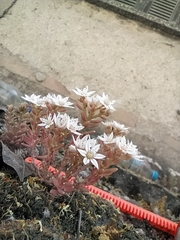 Sedum hispanicum