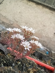 Sedum hispanicum
