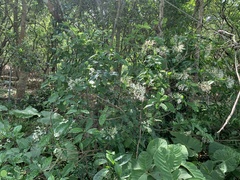 Pavetta hongkongensis