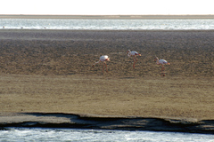 Phoenicopterus roseus