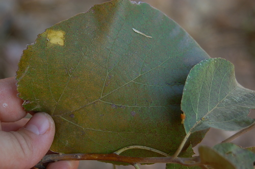 East African Cordia