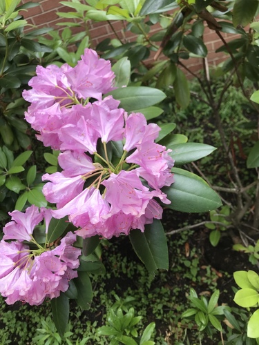 photo of Rhododendrons And Azaleas (Rhododendron)