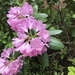 photo of Rhododendrons And Azaleas (Rhododendron)