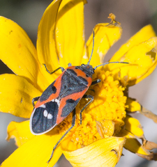 Lygaeus kalmii kalmii