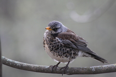 Turdus pilaris