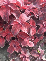 Coleus scutellarioides