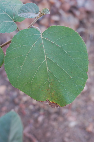 Cordia africana image