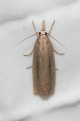 Calamotropha leptogrammellus