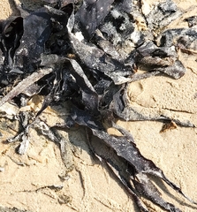 Saccorhiza polyschides