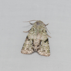 Acronicta psorallina